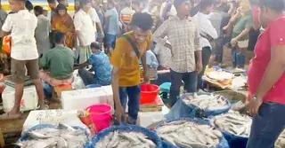 ফরিদপুরে রাতে বসছে ইলিশ মাছের মেলা; হাজারো ক্রেতার ঢল